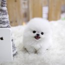 퍼피대디 이미지