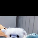 멍벤져스 이미지