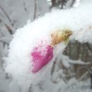 하얀이불 이미지