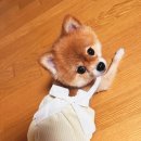 우디네 점빵 이미지