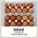 양촌농장 | 양촌농원 난각번호 1번 자유방목 동물복지 달걀, 믿고 먹는 신선한 계란
