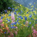 두메산골 이미지