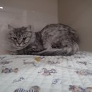 고촌동물병원 이미지