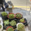 엄마뻥튀기 티스토리