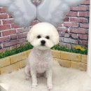 이쁘개 귀엽개 이미지