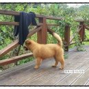 사또 이미지