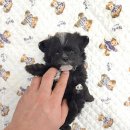 꽃강아지 이미지