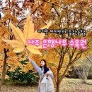 은행나무3길 | 11월 나주 은행나무 수목원 풍경, 아기랑 산책 후기