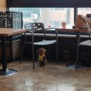 도그앤미 이미지