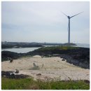 코난민박 이미지