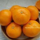 미하농장 | 천혜향 새콤달콤 맛있는 제주한라야