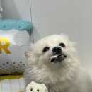 댕큐베리멍치 네이버블로그