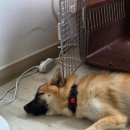 리프레쉬독 이미지