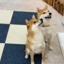 와글와글댕댕 이미지