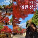 청소년극단 우물 | 영월 가볼만한곳 단종 장릉 낮도깨비 가을 단풍 공연 관람 후기