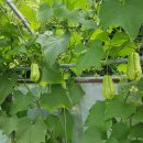 구름농장 이미지