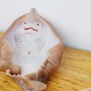 지리산청정흑돼지 이미지