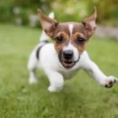 못된 강아지 이미지