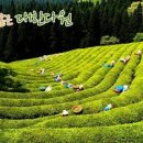 [전라남도 가볼만한 곳 / 보성 여행코스 / 보성 녹차밭 / 율포해수욕장 전어축제 / 여수 엑스포 / 가을 여행지] 이미지