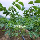 선행농원 이미지