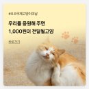 🐱우리를 응원해 주면 1,000원이 전달될고양🐱 이미지