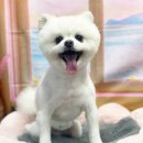베베숑 이미지