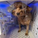 바람난 강아지 | 강아지 드라이룸 nello(넬로) 내돈내산 후기