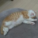 마야동물병원 이미지