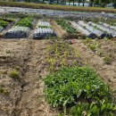 희정이네농장 이미지