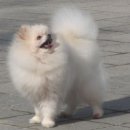 인루키