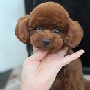 멍뭉이애견샵 | 멍뭉이 털 관리, 이제 국비지원애견미용학원 가서 찐 전문가 돼볼까?