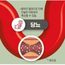 레시틴 | 레시틴 영양제 내돈내산 효능 및 부작용 혈당 수치 후기