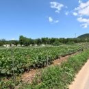 덕일농장 이미지