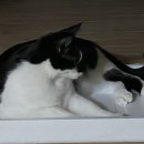 배떡홍성점 이미지