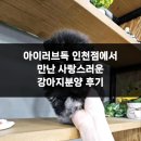 강아지 사랑 | 아이러브독 인천점에서 만난 사랑스러운 강아지분양 후기