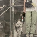 독스맘 이미지