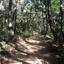 입화산참살이숲 이미지