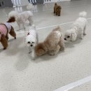 청주 애견유치원 꼬리흔들개Lucky | 청주애견호텔 행복한 내 친구의 두 번째 집, 꼬리흔들개Lucky