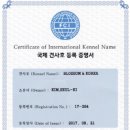 퍼피블러썸 이미지