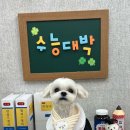 까까멍멍 이미지