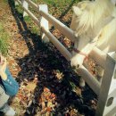 용준목장 이미지