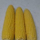 기립농장 이미지