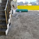 바미애견유치원 이미지