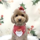 다온그루밍 이미지