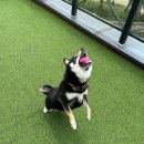 안녕 똑독아 이미지