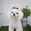 아이도그펫살롱 이미지