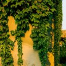 레인전자 이미지