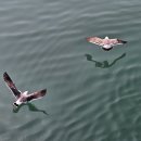 홍성군 *남당항* (25.04.10) 이미지