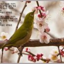 연분홍 Daum카페