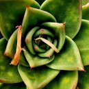 쿤타킨테 이미지